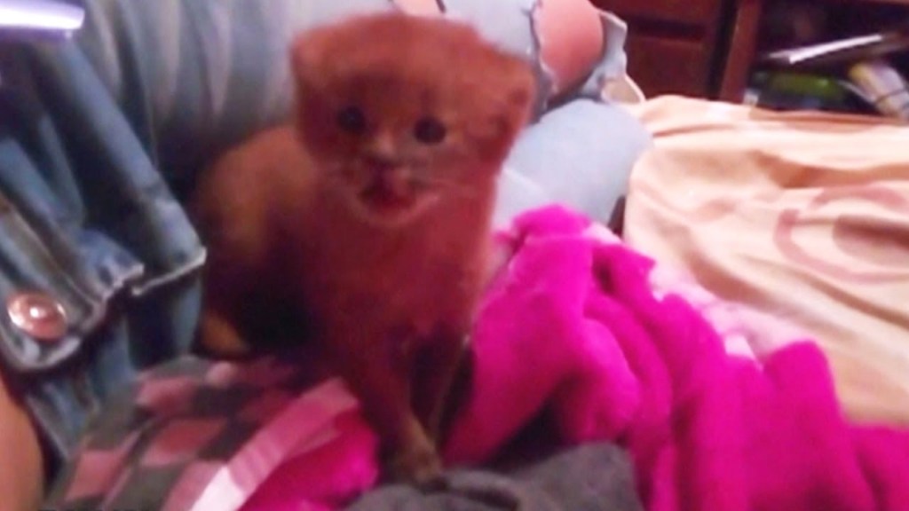 Rescue “Kitten” Turns Out to be a Wild Puma