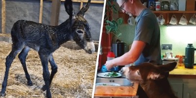 Adorable “Reject” Donkey Thinks He’s a Person After Being Raised By Humans