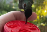 This Man Created a Handheld Feeder for a Hummingbird Who Spends Time in His Yard