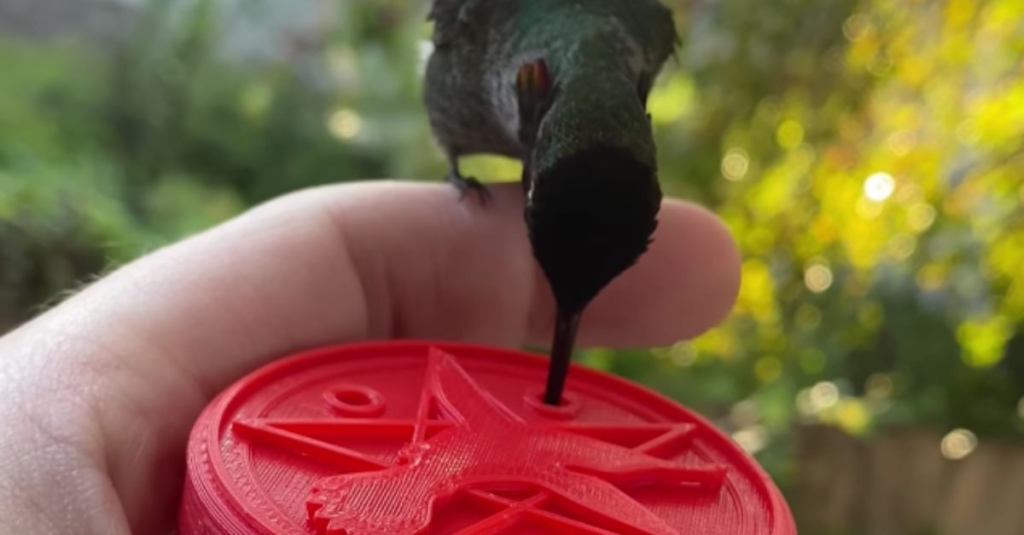 This Man Created a Handheld Feeder for a Hummingbird Who Spends Time in His Yard