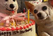 A Woman Threw A Quinceanera Party for Her Dog and It Was a Big Hit