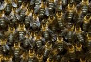 The Science Behind Why Bees Buzz in Sync