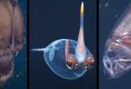 This Is Why Deep-Sea Aquatic Animals Look So Strange