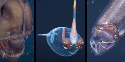 This Is Why Deep-Sea Aquatic Animals Look So Strange