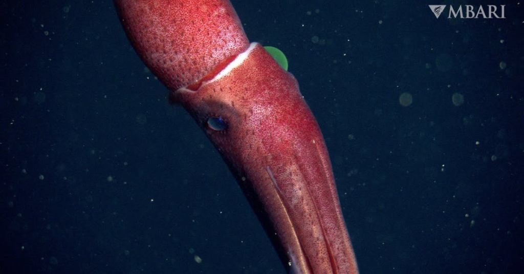 The Elusive Strawberry Squid Has Beautifully Mismatched Eyes