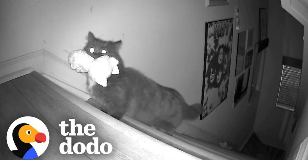This Cat Was Caught Stealing Toys From a Kid’s Room by a Hidden Camera