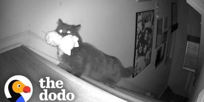 This Cat Was Caught Stealing Toys From a Kid’s Room by a Hidden Camera
