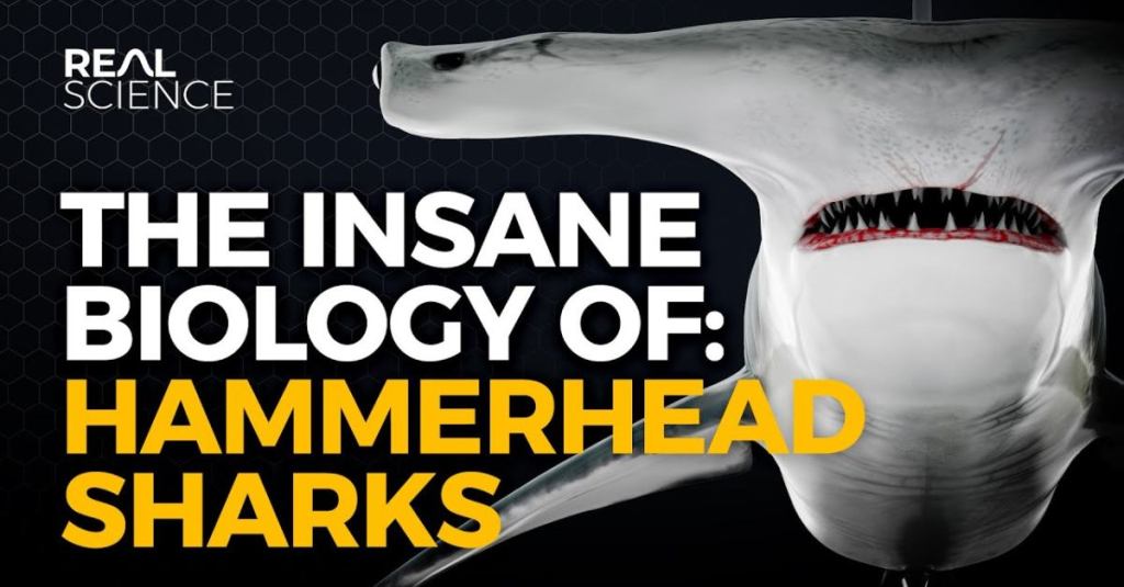 Hammerhead Sharks Are Great Predators Because of Their Unusual Biology