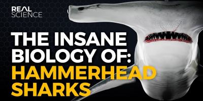 Hammerhead Sharks Are Great Predators Because of Their Unusual Biology