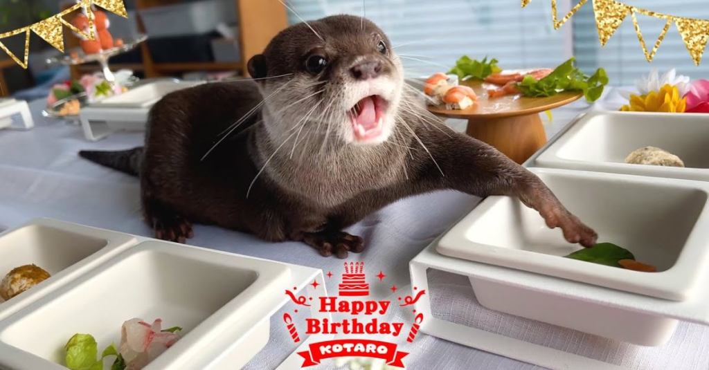 This Otter Enjoyed His Birthday With a Buffet of His Favorite Foods
