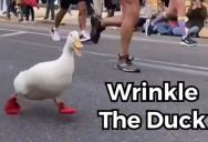 A Duck Named Wrinkle Ran the New York City Marathon