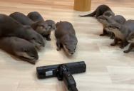 Group of Otters Is Afraid and Intrigued by a Vacuum Cleaner
