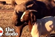 A Rescued Rhino Became Best Friends With a Goat