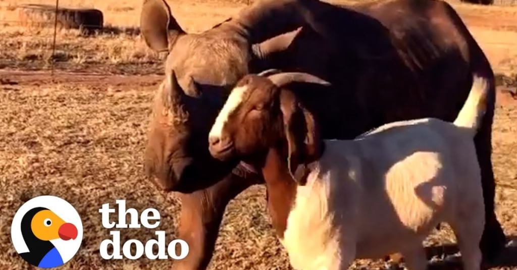 A Rescued Rhino Became Best Friends With a Goat