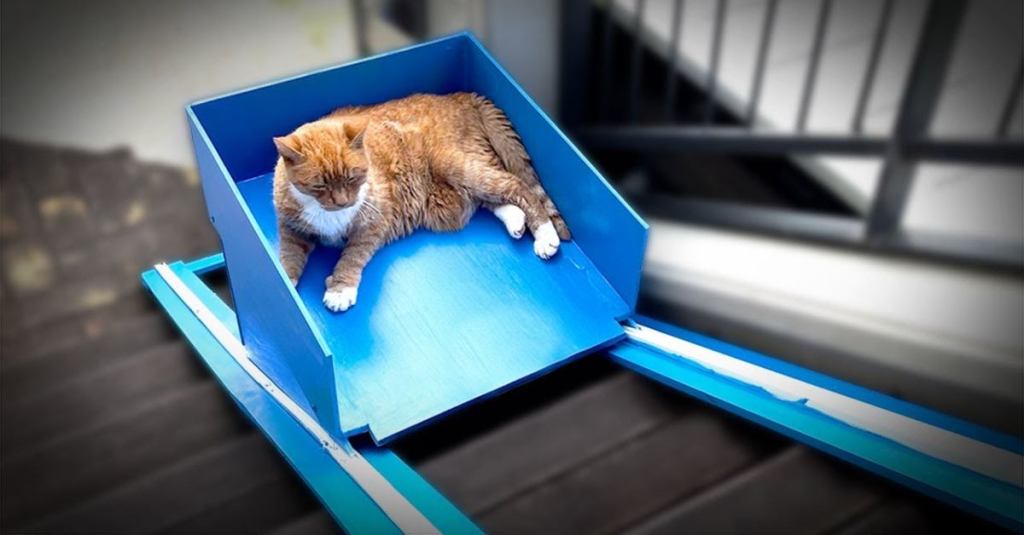 This Man Built an Elevator for His 20-Year-Old Cat