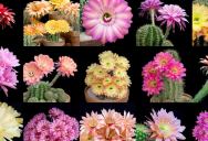 Timelapse Montages of Different Echinopsis Cacti in Bloom