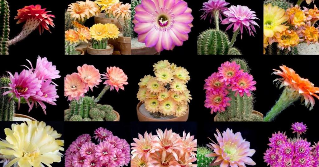 Timelapse Montages of Different Echinopsis Cacti in Bloom
