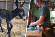 Donkey That Was Rejected by Mother Finds Special Bond With Humans That Raised Him