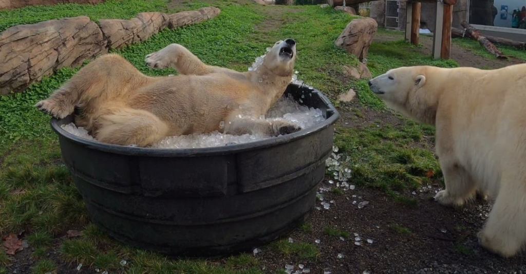 Polar Bears Sisters Love Rolling Around in Tubs of Ice