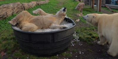 Polar Bears Sisters Love Rolling Around in Tubs of Ice