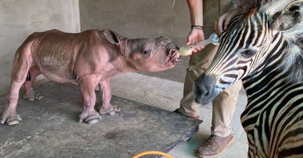 Baby Rhino and Baby Zebra Form a Unique Bond at South African Sanctuary