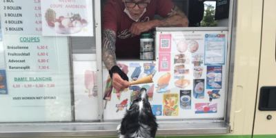 Border Collie Waits for Ice Cream Truck to Get a Free Cone From the Driver