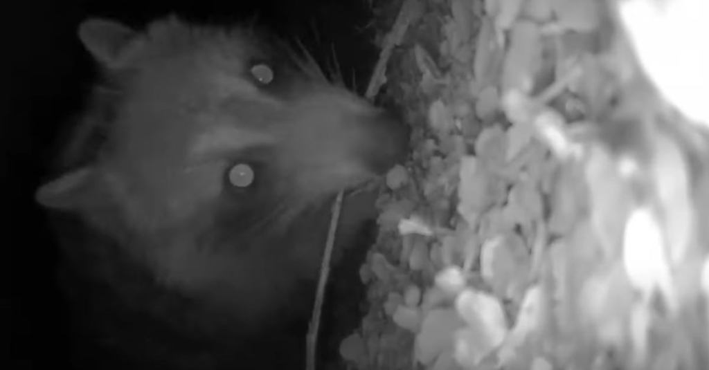 A Sneaky Raccoon Stole a Security Camera