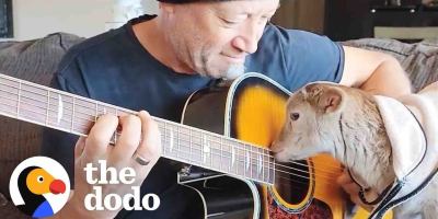 Rescue Lamb Loves to Play Guitar With His Humans