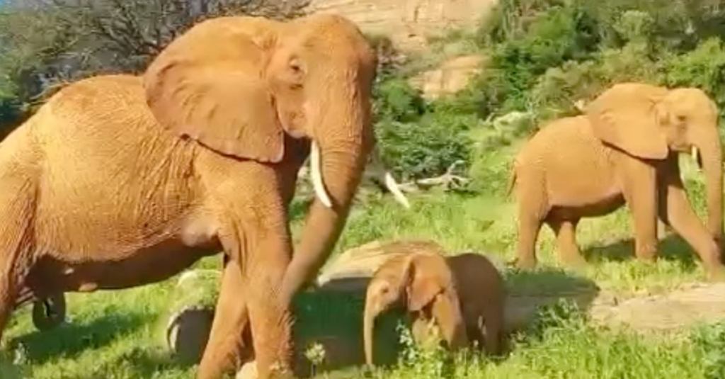 An Elephant Visited the People Who Rescued Her More Than 20 Years Ago and She Brought a Surprise