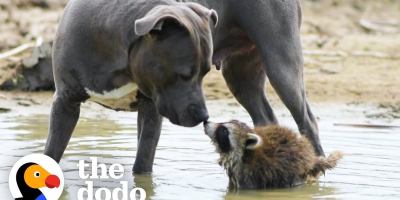 A Pit Bull Taught a Baby Raccoon How to Survive in the Wild