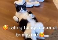 This Woman Rates the Things Her Cat Brings to Her While She Sits on the Couch