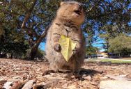 An Adorable Quokka Eating a Leaf