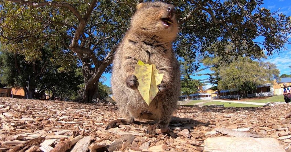 An Adorable Quokka Eating a Leaf