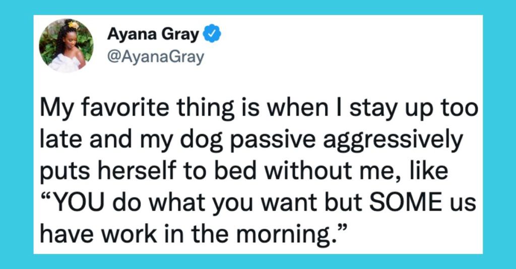 Funny Tweets About Cats and Dogs You Need In Your Life