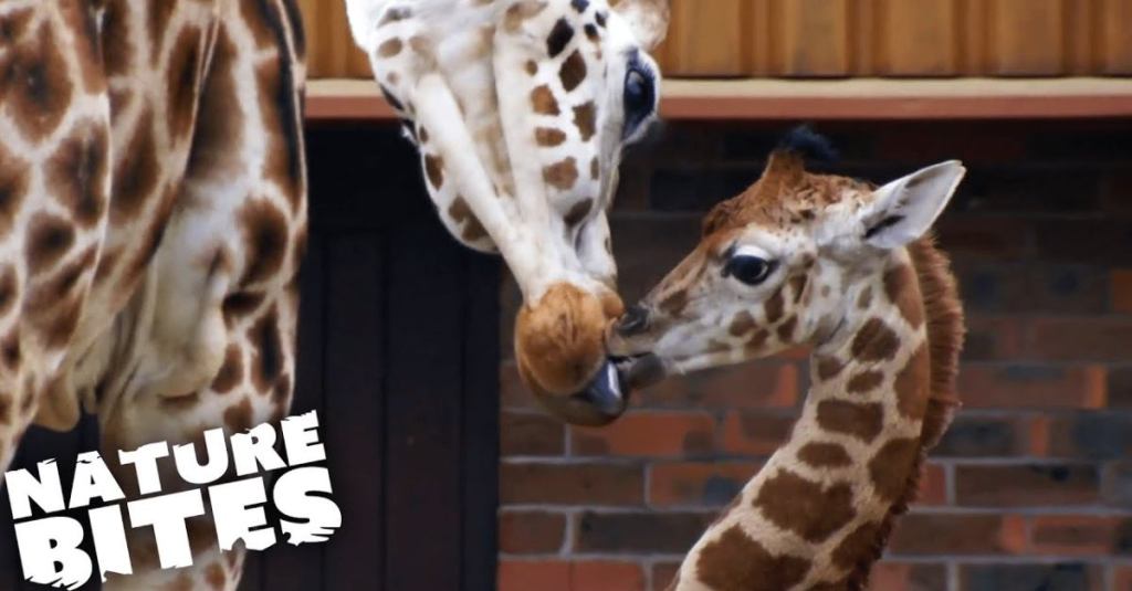 This Baby Giraffe Learned How to Run With the Herd