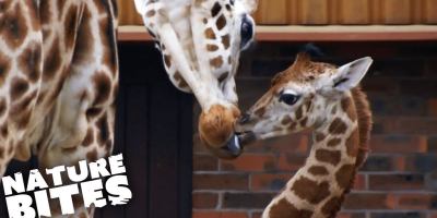 This Baby Giraffe Learned How to Run With the Herd