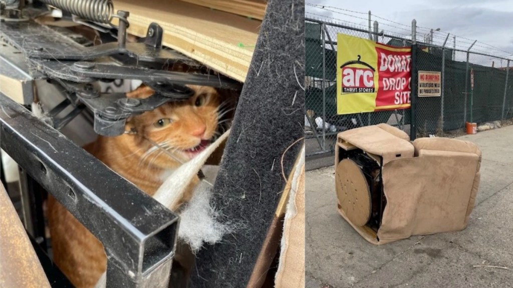 A Thrift Store Worker Found a Missing Cat Inside a Donated Recliner