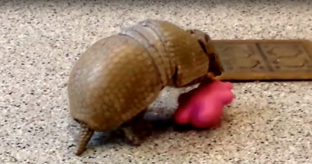 Adorable Armadillo Rolls Around Floor While Playing With Colored Balls