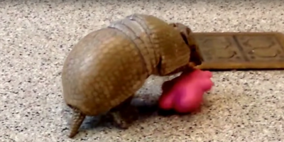 Adorable Armadillo Rolls Around Floor While Playing With Colored Balls