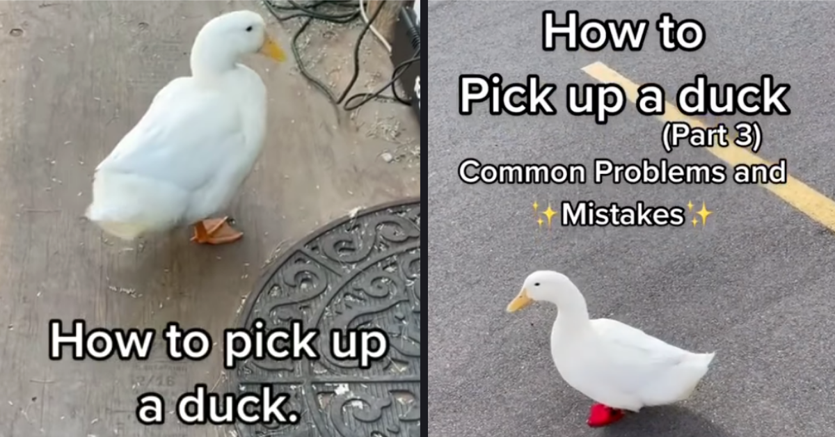 This Is How to Properly Pick Up a Duck » TwistedSifter