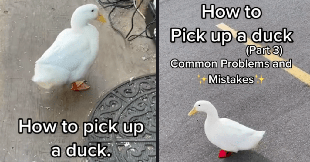 This Is How to Properly Pick Up a Duck