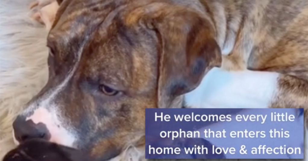 This Pit Bull Takes Care of All the Foster Animals Around Him