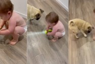 This Little Girl Can’t Stop Laughing When Her Pug Chases a Flashlight Beam