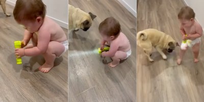 This Little Girl Can’t Stop Laughing When Her Pug Chases a Flashlight Beam