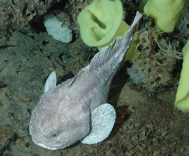 640px Psychrolutes phrictus 1 6 Quick Facts About The Adorably Hideous Blobfish