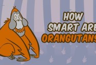 Amazing Facts About the Lives And Intelligence of Orangutans