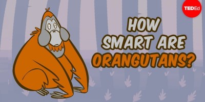 Amazing Facts About the Lives And Intelligence of Orangutans