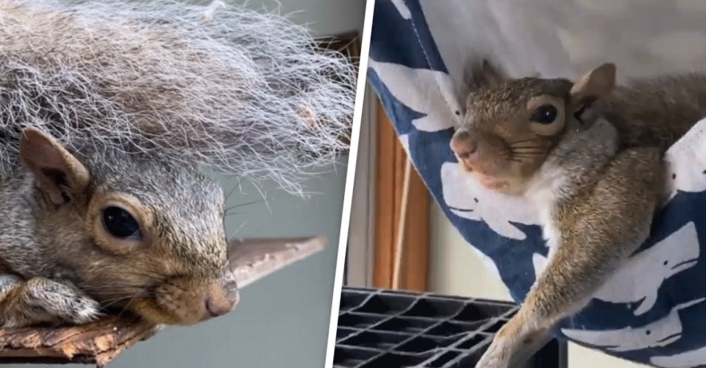 A Woman Built a Tree House for the Squirrel She Rescued as a Baby