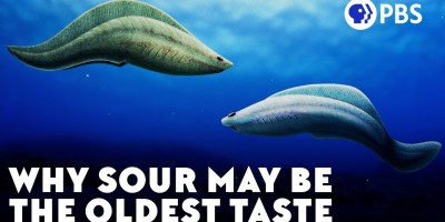Sour Taste May Be the Oldest Taste of Them All