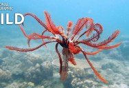 Feather Star Fish Creeps Along the Sea Floor Looking for Food